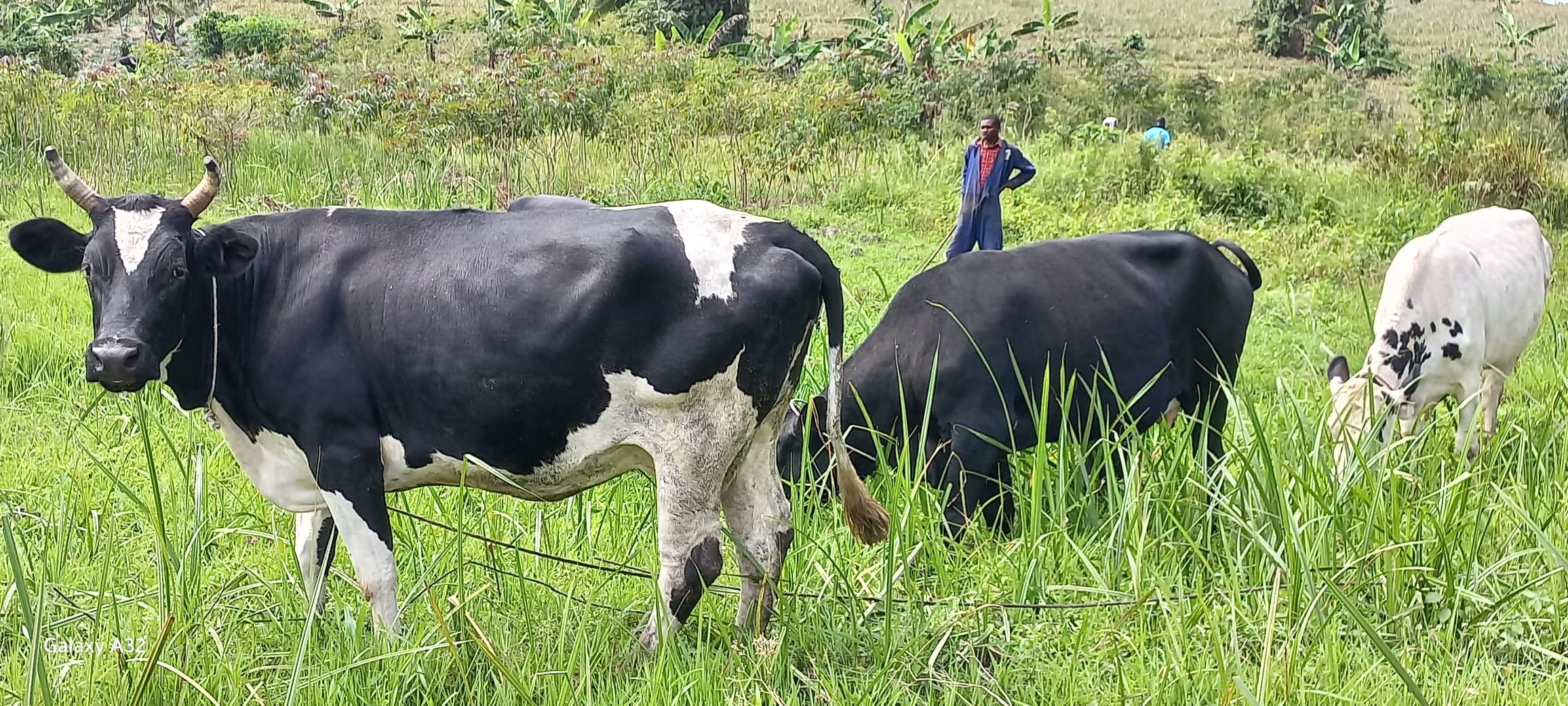 Dairy Cows Grazing